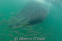Snorkeling with Waleshark in Kilindoni, Tanzania, Nikon D... by Alberto D'este 